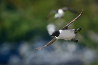 Alkoun uzkozoby - Uria aalge - Common Murre 9744